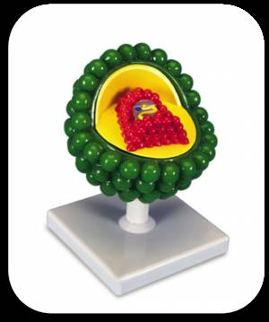 Model AIDS Virus