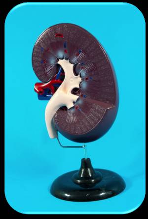 Model Kidneys