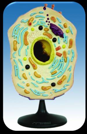 Model Animal Cell